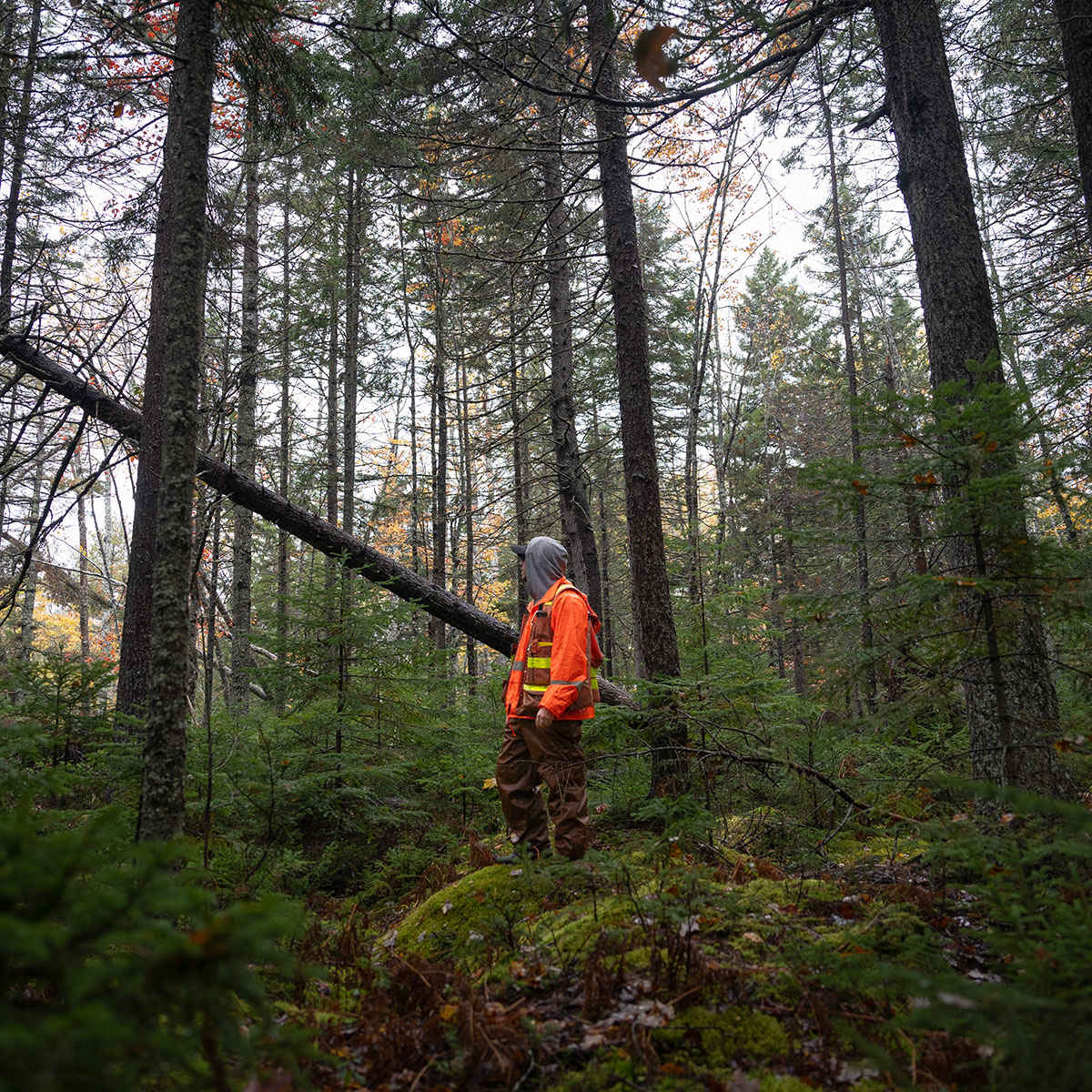 A man wearing brown rain gear and an orange reflective vest stands on a mossy rock surrounded by tall trees. He is gazing into the distance.